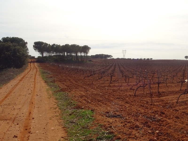 Roble alto
