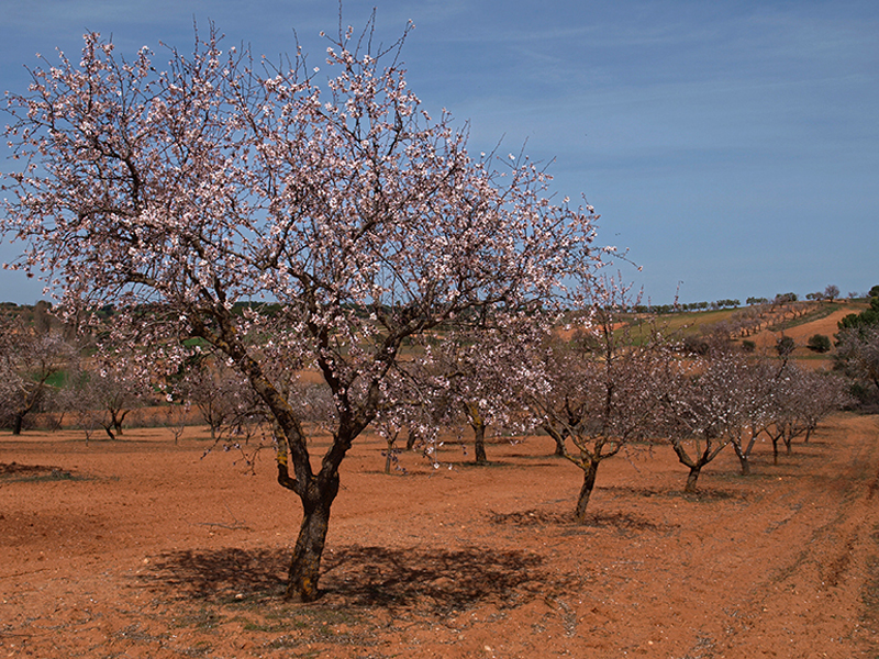 Villalpardo celebra la VII Jornada de la Almendra de la Manchuela - imagen 1