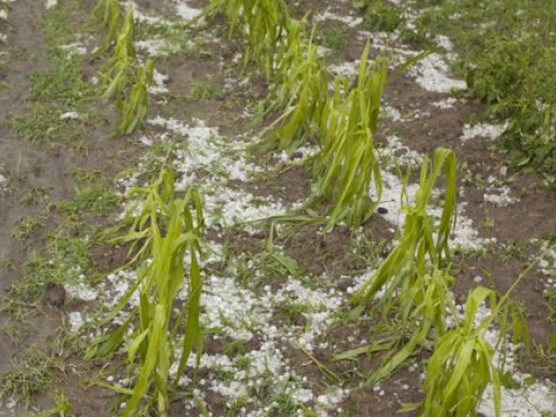 Los agricultores de Castilla La Mancha cuantifican las perdidas por el granizo del jueves - imagen 1