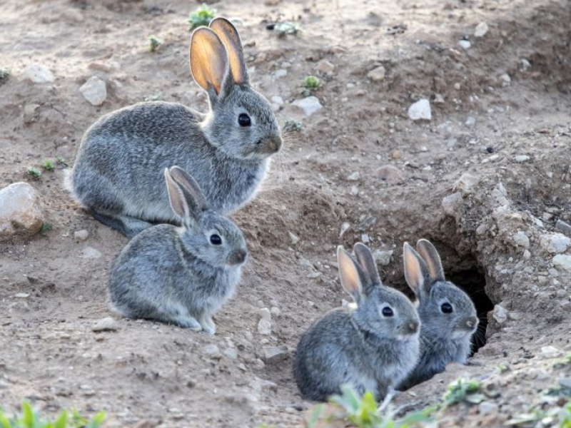 Asaja pide a Agricultura la declaración de plaga de conejos en la region - imagen 1