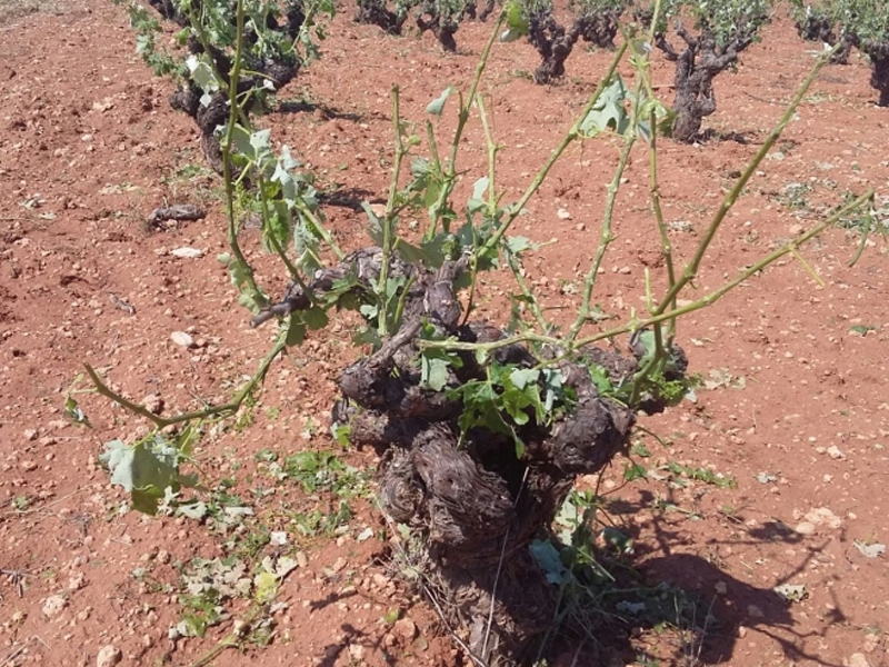 El granizo daña 500 hectáreas de viñedo en Minglanilla, La Pesquera y La Puebla - imagen 1