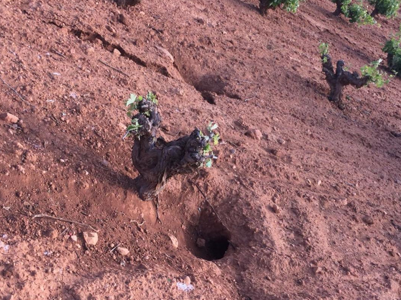Asaja lamenta la "falta de voluntad" del Gobierno central y regional para acabar con la plaga de conejos - imagen 1