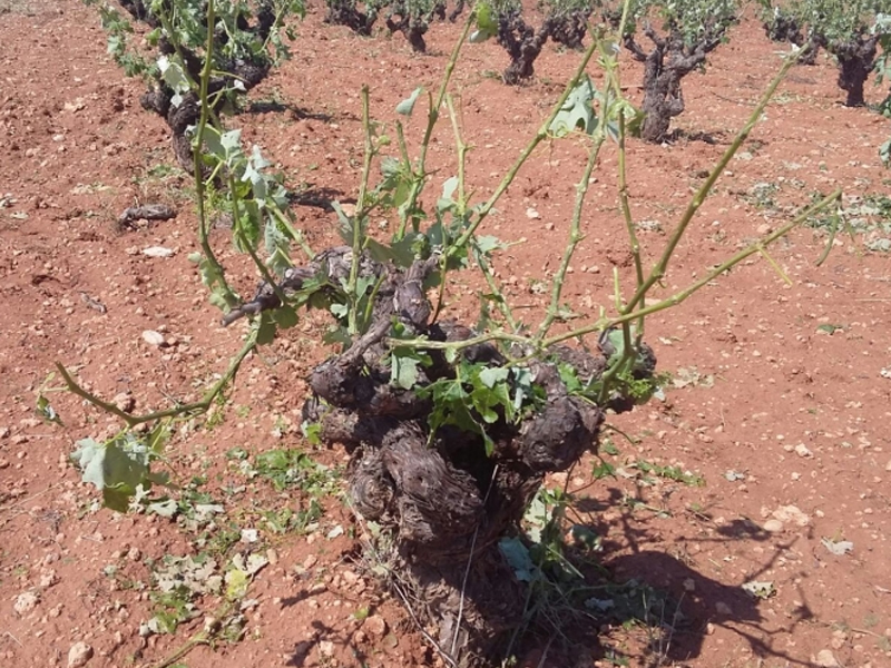 Los agricultores de la Manchuela pierden la mitad de la cosecha por las inclemencias meteorológicas, según Agroseguro - imagen 1