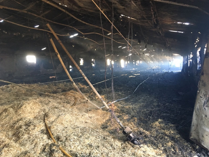 Una nave dedicada a la crianza de pollos en Villanueva de la Jara sufrió un incendio en la tarde de ayer - imagen 1