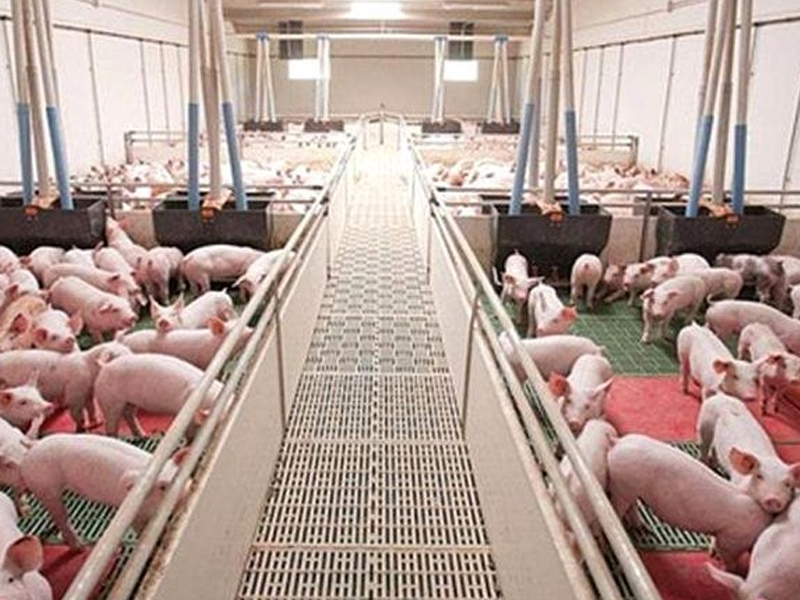 Autorizan instalación de granja de ganado porcino en Cuenca para 7.200 cabezas - imagen 1