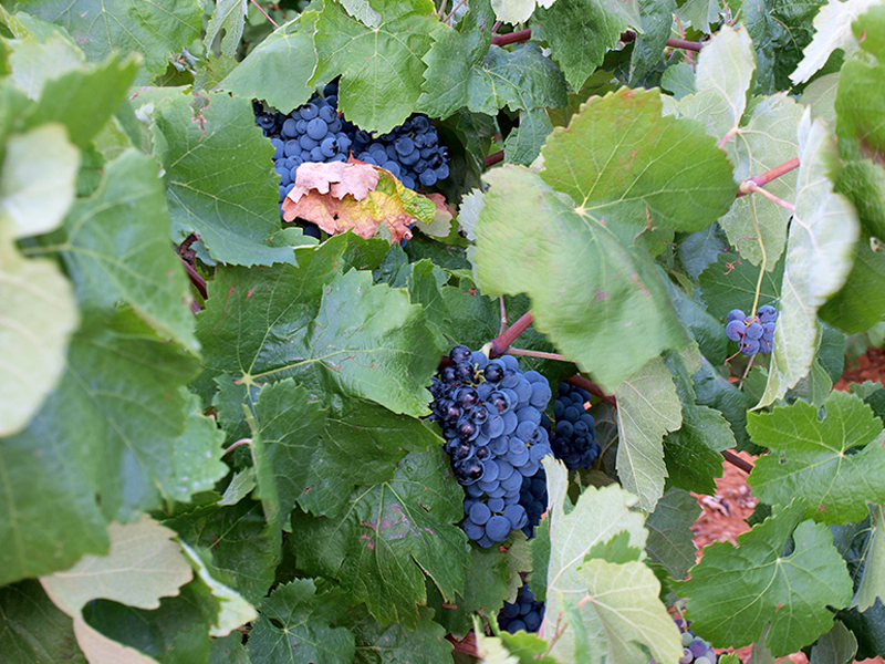 Castilla-La Mancha afrontará la próxima campaña de vendimia con una “revolucionaria” convocatoria de ayudas a la reestructuración - imagen 1