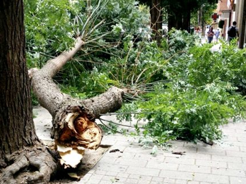 Árboles y fachadas, afectados a consecuencia del viento en Albacete - imagen 1