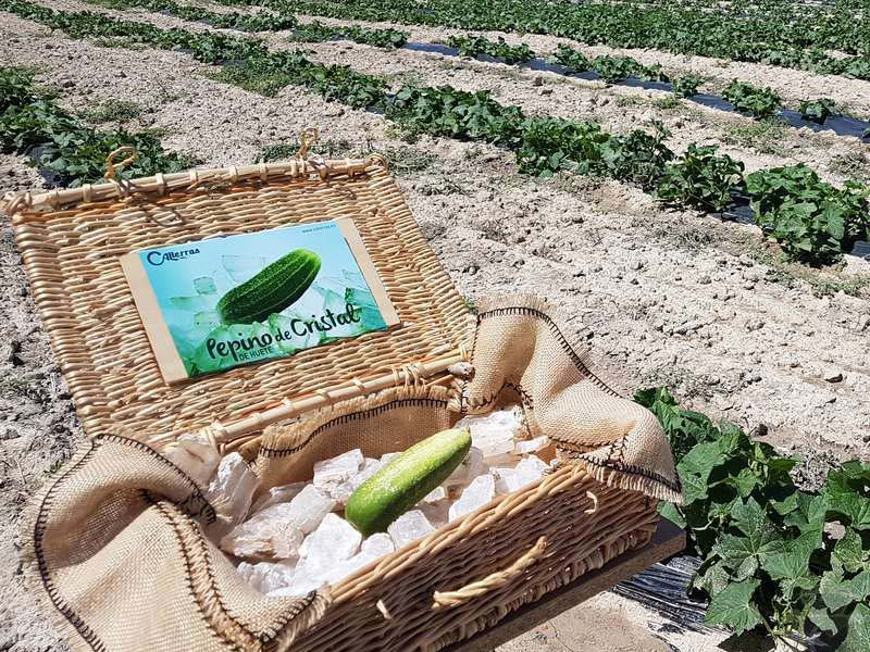 La marca de ginebra Hendrick's instala en Huete su primer huerto de pepino en España - imagen 1