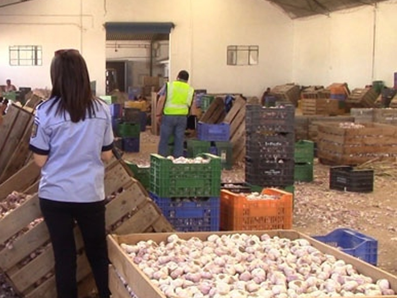 Un detenido tras encontrar 59 trabajadores en condiciones precarias en la campaña del ajo - imagen 1