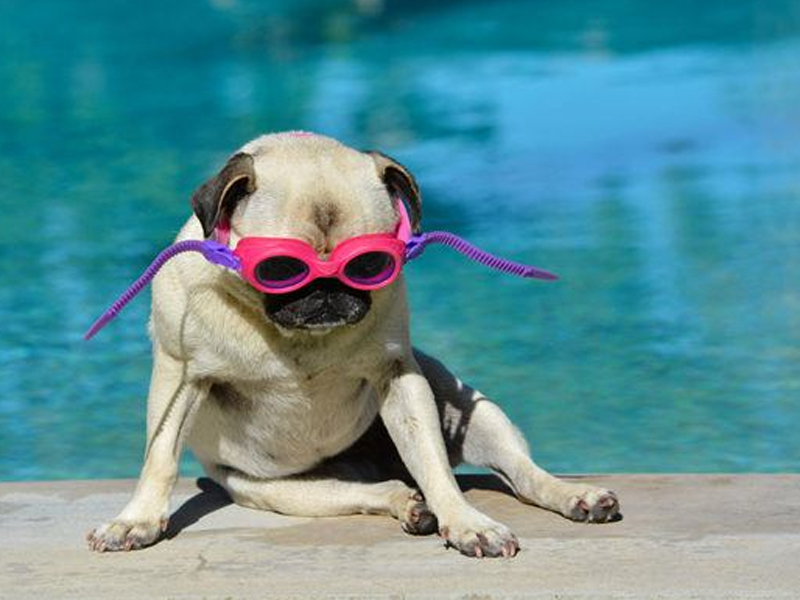 ¿Quieres darte un chapuzón solidario con tu mascota en Albacete? - imagen 1