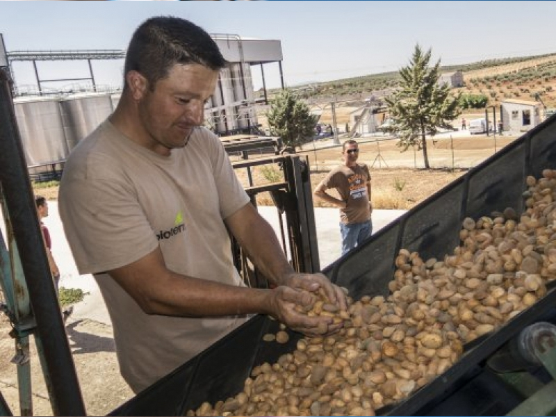 La campaña de la Almendra viene marcada por las heladas de Marzo y los pedriscos de Junio en la Manchuela - imagen 1