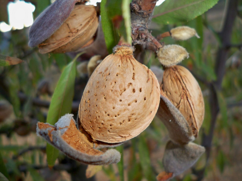 Las heladas y los precios afectan a la campaña de la almendra en la Manchuela - imagen 1