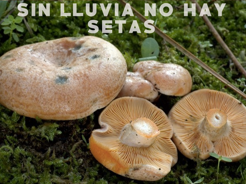 Sin lluvias no hay setas - imagen 1