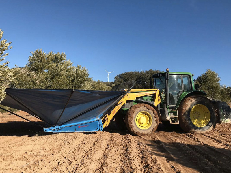 Barro y frutos poco maduros dificultan la recolección de aceitunas a los agricultores conquenses - imagen 1