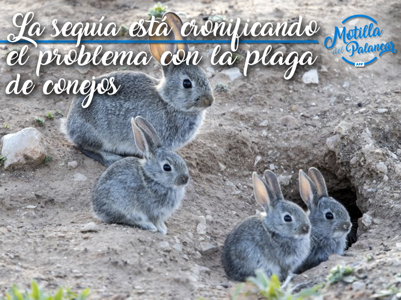 La sequía está cronificando el problema de la plaga de conejos en La Mancha - imagen 1