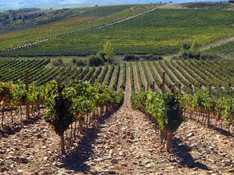 Nueva convocatoria de ayudas que ha reestructurado 2.512 hectáreas de viñedo en la provincia - imagen 1