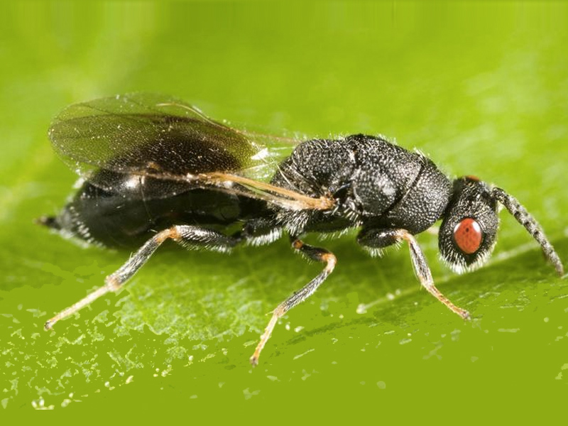 La avispilla una plaga que afecta al almendro y que está llegando a la provincia de Cuenca - imagen 1