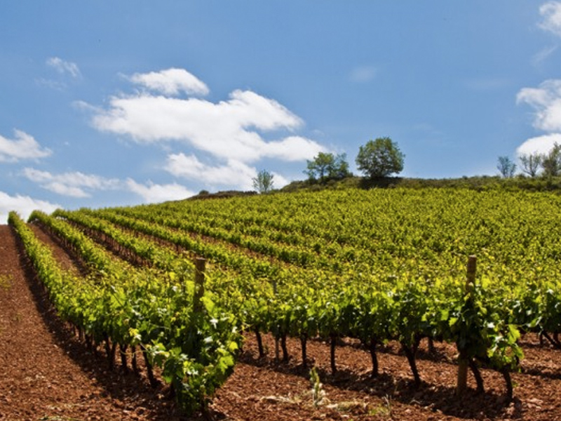 Nuevas ayudas para incentivar la incorporación de los jóvenes agricultores al campo - imagen 1
