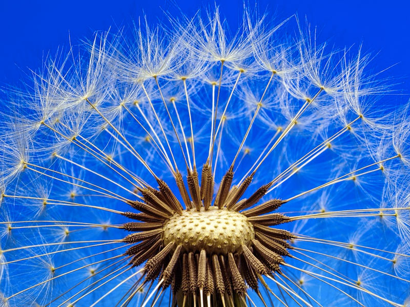 Previsión de polen en Castilla-La Mancha: se espera una primavera moderada - imagen 1