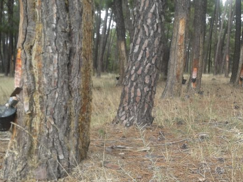 Una misma empresa explotará la resina de Almodóvar y Enguídanos - imagen 1