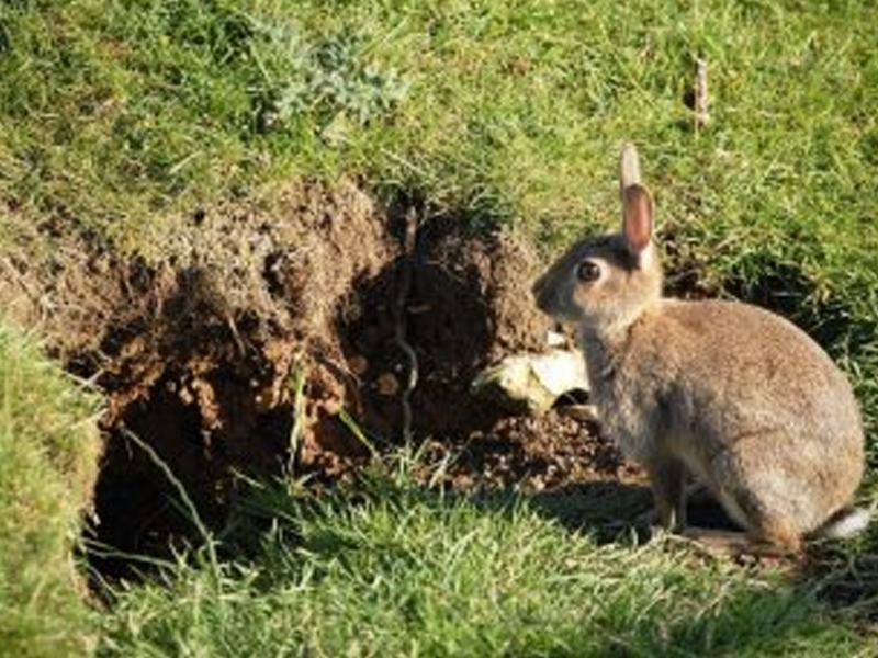 Superpoblación de conejos: la junta dará ayudas a los agricultores - imagen 1