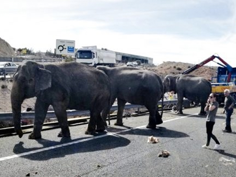 Vuelca un camión en Pozocañada con elefantes en la autovía - imagen 1