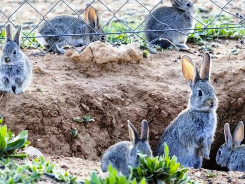 Autorizada en CLM la caza con hurón y escopeta del conejo de monte hasta el 30 abril - imagen 1