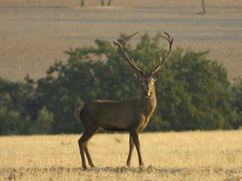La Junta renueva la emergencia cinegética por daños de ciervo y gamo en casi 100 municipios - imagen 1