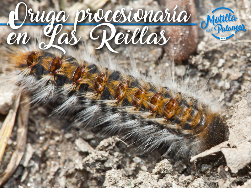 Oruga las reillas