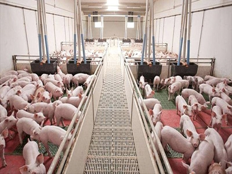 Minglanilla acogerá el II Encuentro Estatal contra las Macrogranjas que se celebrará este mes - imagen 1