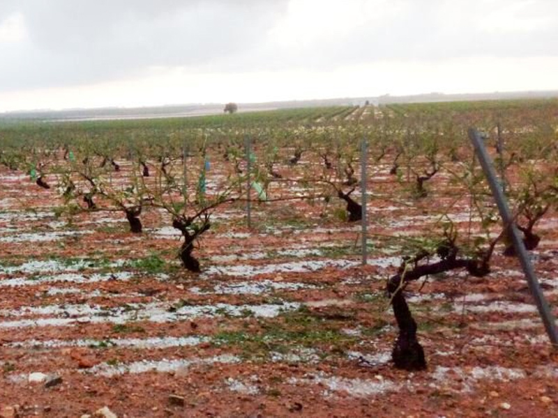 Una tormenta de agua y granizo daña los viñedos de Graja de Iniesta y Minglanilla - imagen 1