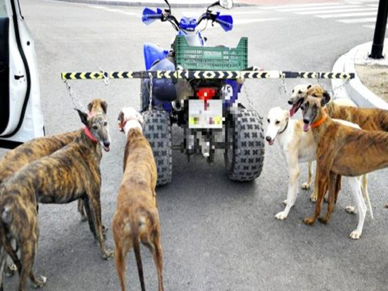 Paseaba 7 galgos atados a un quad por Albacete - imagen 1