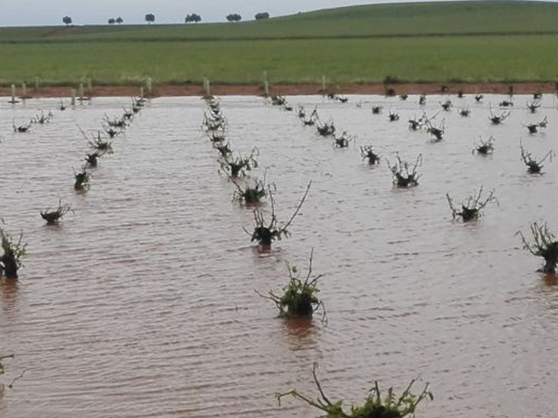 El granizo arrasa los tallos de las viñas en varios pueblos de la Mancha de Cuenca - imagen 1