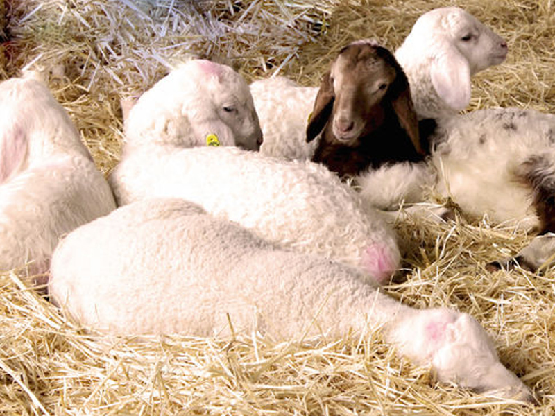 Rodrigo Pardo, un emprendedor motillano que ofrece leche de oveja "de calidad" a través de la genética "más avanzada" - imagen 1