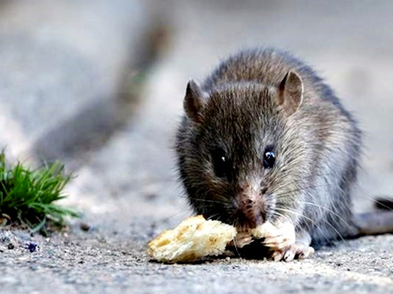 Las ratas campan a sus anchas en una zona de juegos de niños de un parque de Albacete - imagen 1
