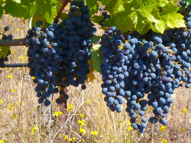 La Denominación de Origen Ribera de Júcar tendrá su propia Ruta del Vino - imagen 1