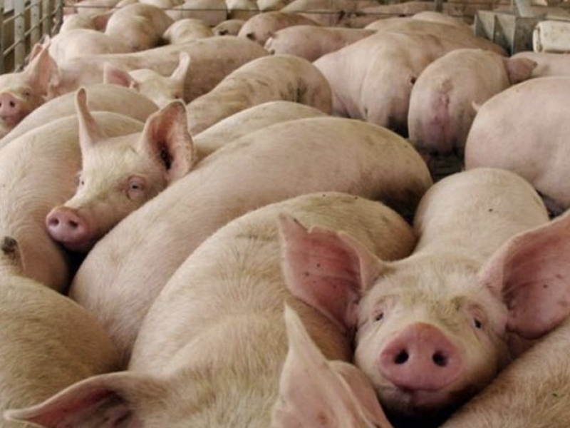 La instalación de granjas se distanciará hasta dos kilómetros de los núcleos urbanos - imagen 1