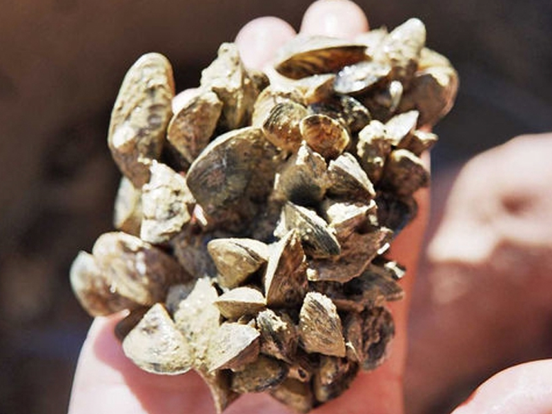 Varios carteles alertan de los peligros del mejillón cebra, detectado en el pantano de Alarcón - imagen 1