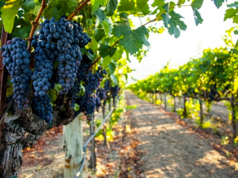 La vendimia en Castilla-La Mancha recupera su ciclo tras el adelanto de campañas anteriores - imagen 1
