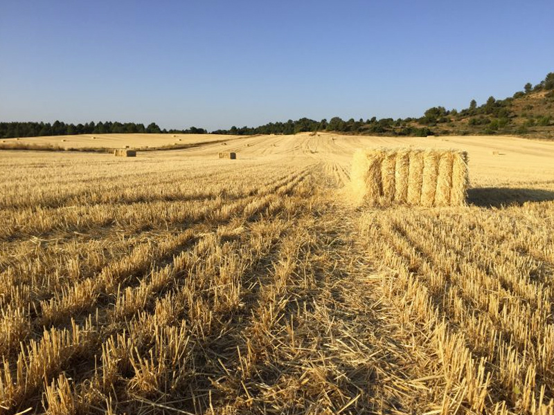 ASAJA advierte de un presunto pacto entre los almacenistas en el precio de la cebada - imagen 1