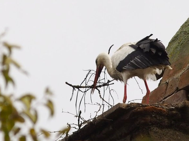 Una gran bandada de cigüeñas llega a un pequeño pueblo despoblado de Cuenca - imagen 1