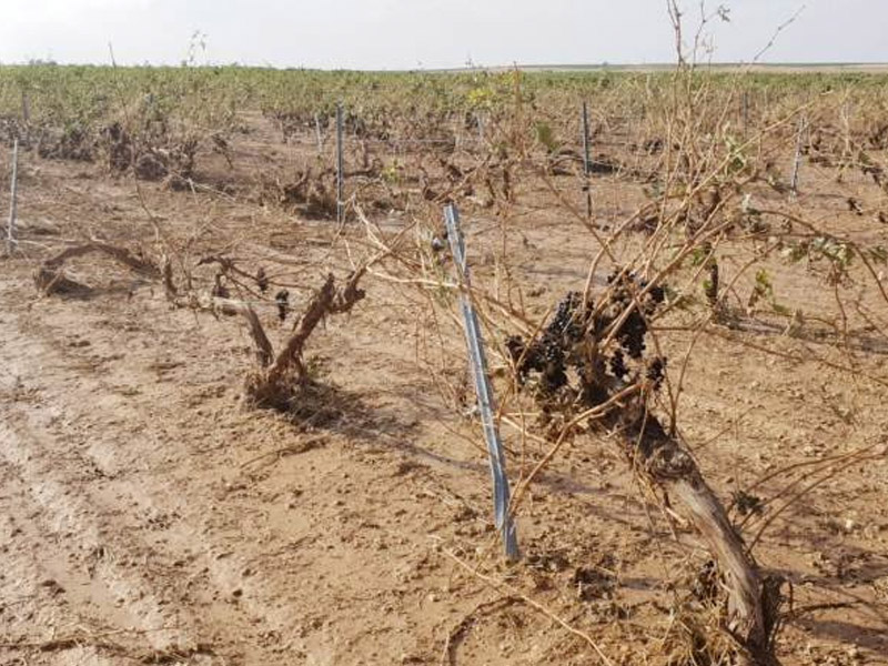 Más de 7.000 hectáreas de girasol y de viña dañadas por las tormentas en Cuenca - imagen 1