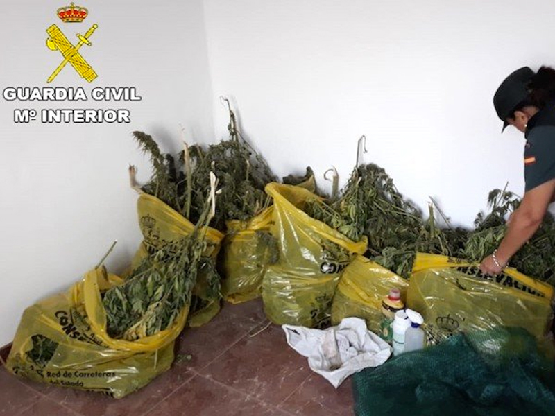 Marihuana manchuela
