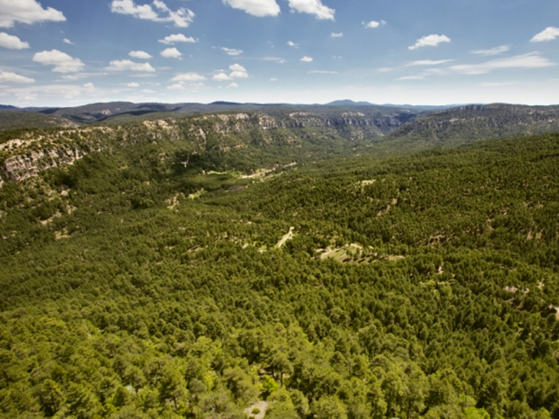 La Serranía de Cuenca, en el mapa de bosques con más biodiversidad de España - imagen 1