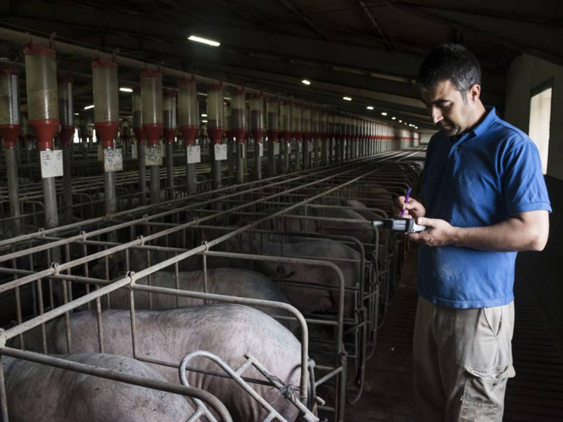 Ninguna granja podrá instalarse a menos de 2 kilómetros de la población en Castilla-La Mancha - imagen 1