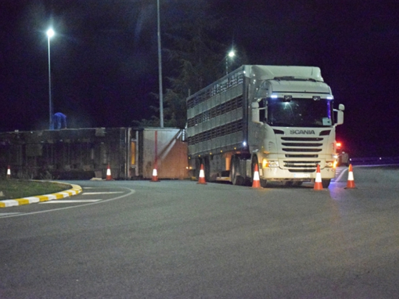 Vuelca un camión de transporte porcino en la rotonda de Villar de Olalla - imagen 1