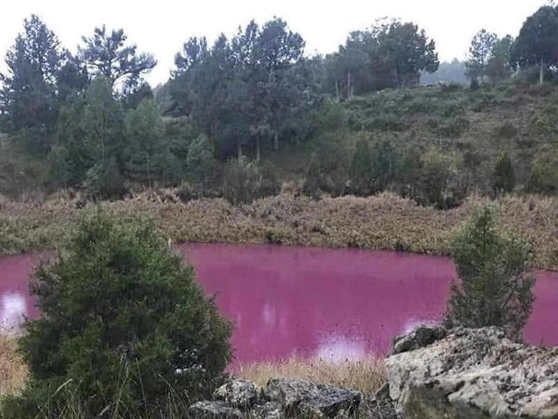 Un fenómeno químico tinta de color rosa una laguna de Cañada del Hoyo - imagen 1