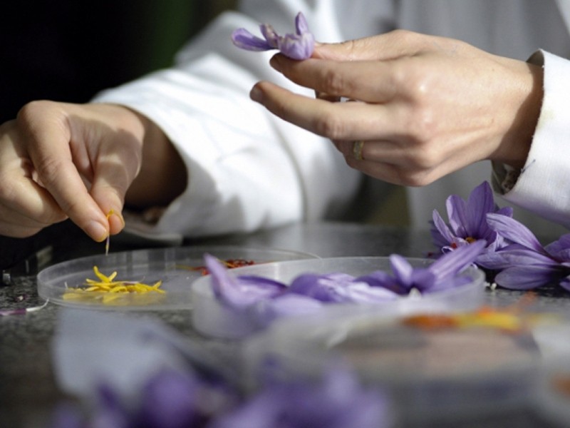 La producción de azafrán sube un cincuenta por ciento en la provincia - imagen 1