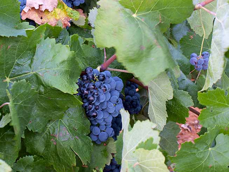 La Ruta del Vino de La Manchuela aprueba su Plan de Acción 2018-2019 - imagen 1