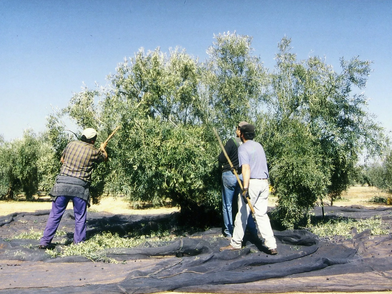 Asaja advierte de que falta mano de obra para la recogida de aceitunas en Cuenca - imagen 1